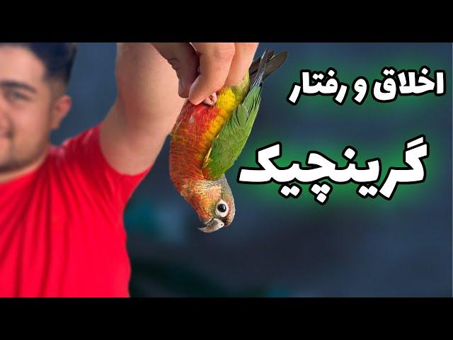 اخلاق و رفتار گرینچیک به عنوان طوطی خانگی || + رابطه با کودکان