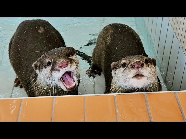 The Reason Why The Parent Otter Is Separated From The Child Otter