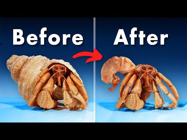 What's Inside a Hermit Crab Shell?