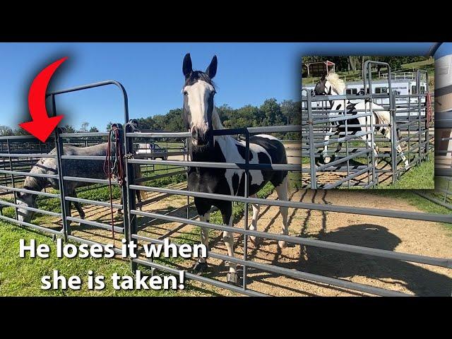 Solving Separation Anxiety in Horses