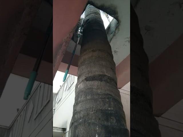 Coconuttree #trending #nature #naturephotography #naturelovers #coconut  #tiktok #Madan Kumar s