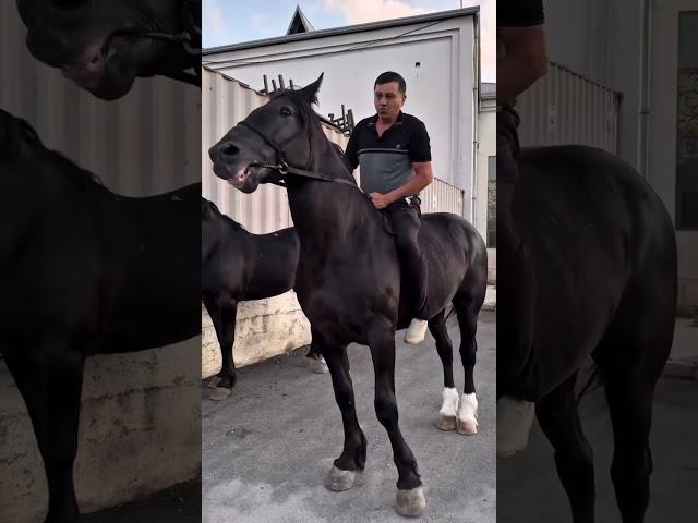 Ot #remix #music #automobile #horse #up #rek #villa #turkey #update #bmw #car #sports #sport #tiktok