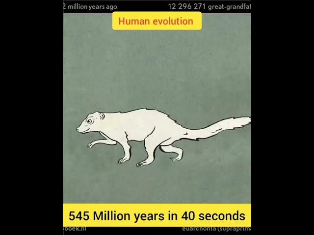 Human evolution