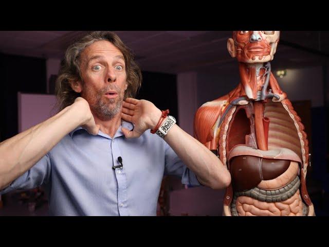 Introduction to respiratory system anatomy