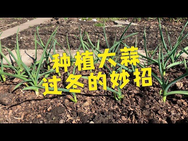 在多伦多种植大蒜的经验分享#Garlic planting