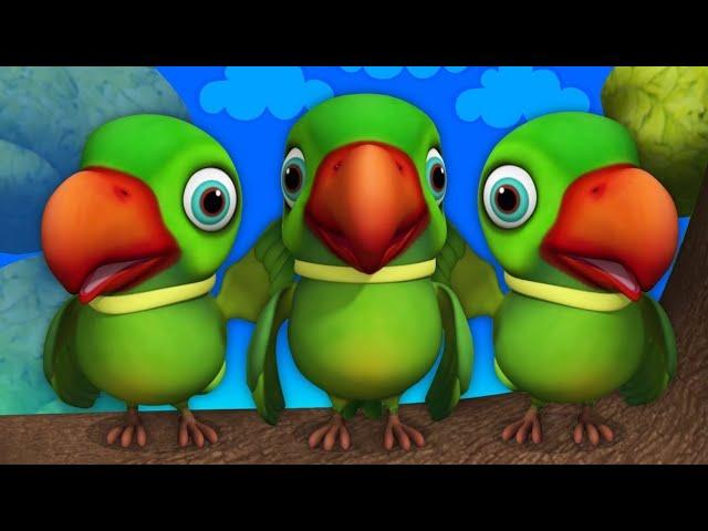 Parrots eating healthySprouts | best food for Parrots | Spaouts is healthy food #trending #birds