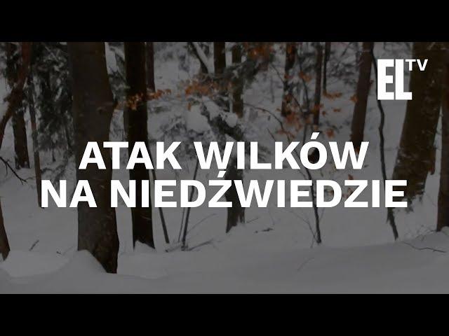 Wilki atakują niedźwiedzie - niesamowite wideo