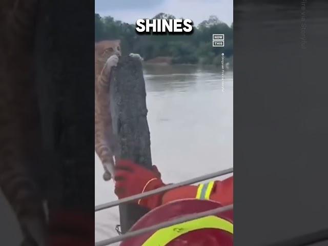  Cat Stranded by Flood!  Brave Firefighters to the Rescue in China #CatRescue #firefighterheroes