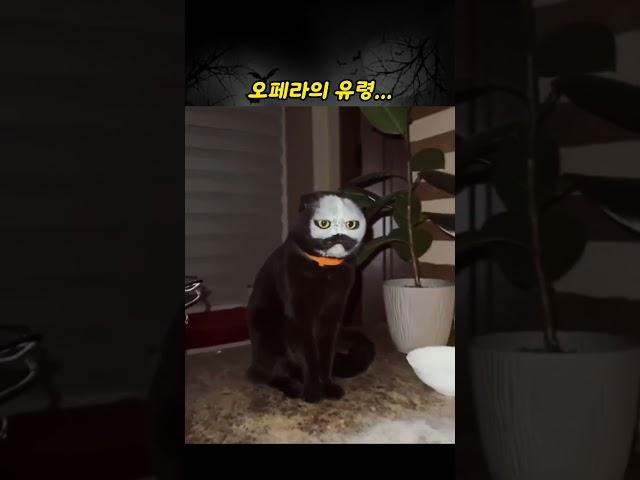 사고 친 오페라의 고양이