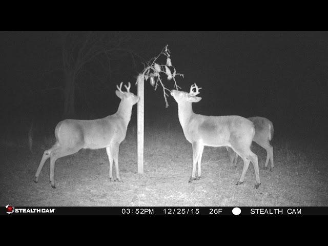 Deer Talk Now: Master the Magic of the Whitetail Licking Branch