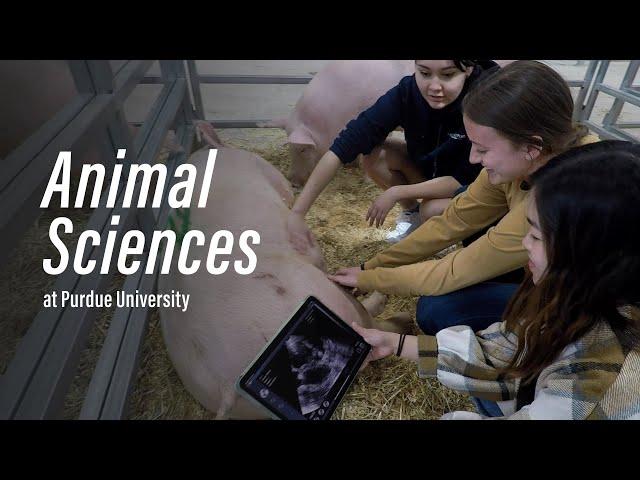 Animal Sciences: Explore the Possibilities in Purdue Agriculture