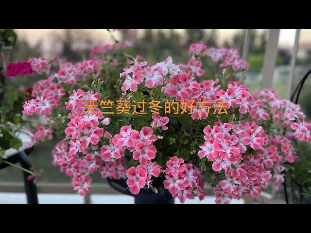 天竺葵如何安然过冬？教给你一个简单有效的好方法 how to overwinter Geranium