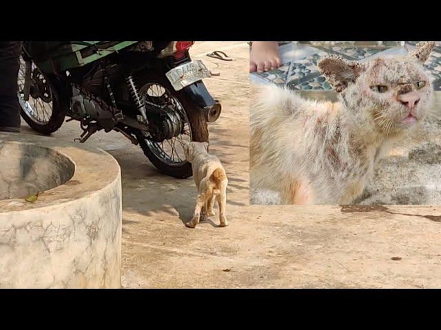 An old cat is chasing a fishmonger's motorcycle. Hoping to be given a piece of fish.