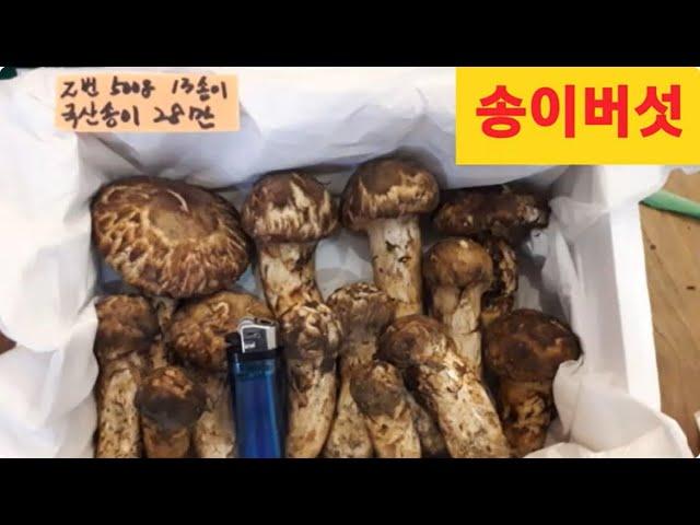 국산 송이버섯 판매 1박스당 28만원  010- 3413- 4816 1박스 중량 500g = 국산 첫 자연산송이 입니다.작은 사이즈가 섞여 있구요~기스난것(벌레통)도 섞여 있어요