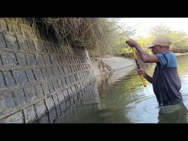 Best Baam fishing Technique|Fisherman Hunting & Catching Baam Fishes by Small hook|Unique fishing