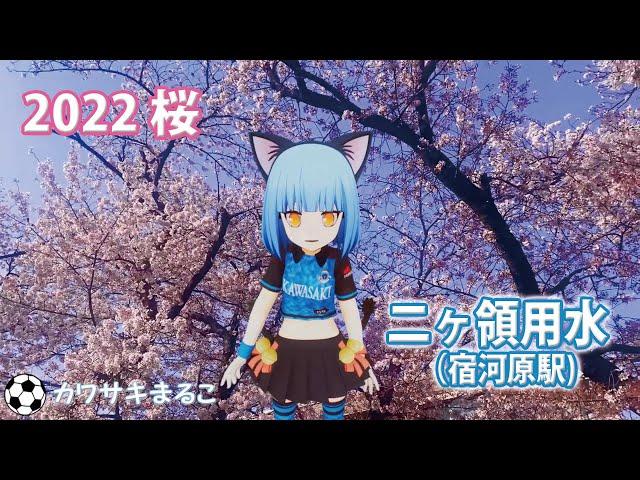 桜満開の二ヶ領用水2022【川崎フロンターレ公認キャラクター カワサキまるこ】