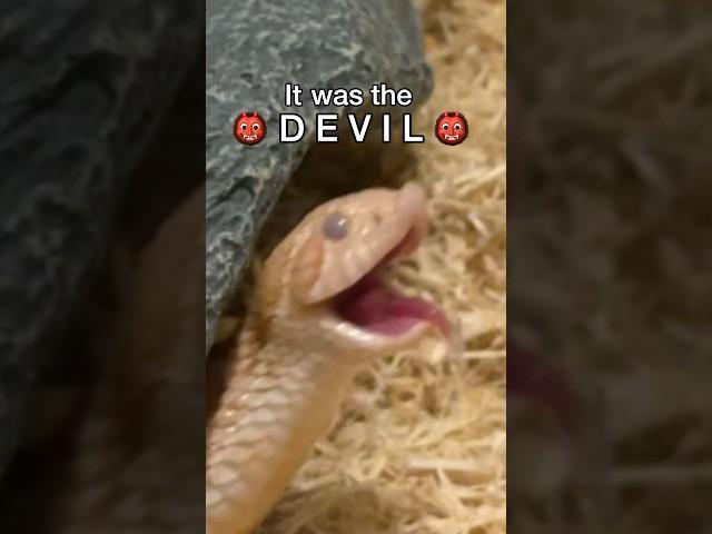 I FEEL LIKE THAT WASN’T MY BEST FRIEND THAT NIGHT… #hognose #snake #reptile