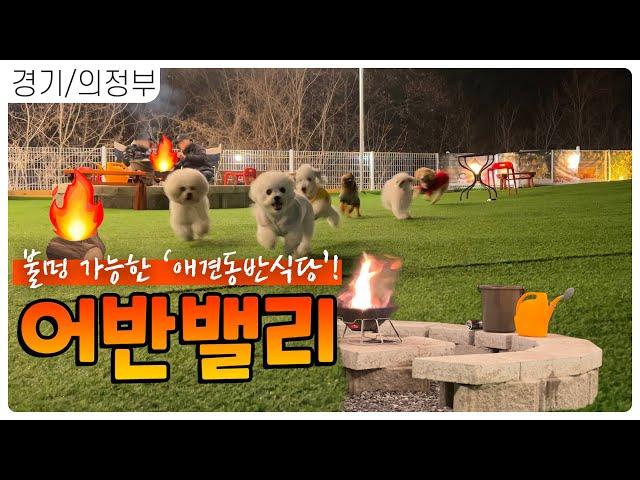 강아지들이랑 불멍 하면서, 내 빈속도 배불리 채우는 애견동반식당 [어반밸리] [4K]