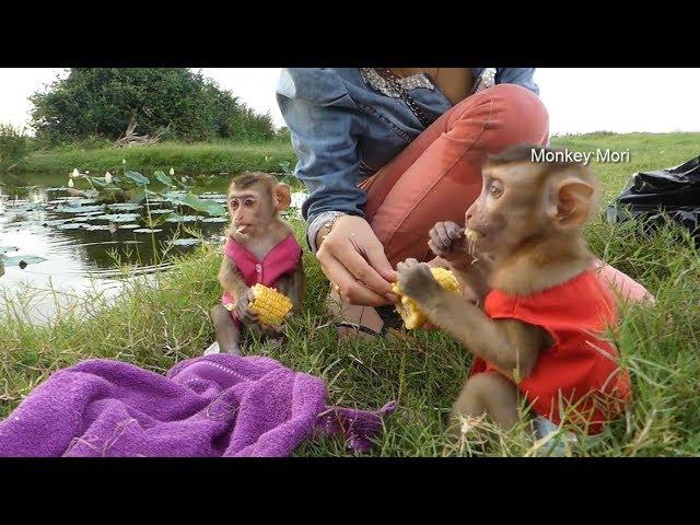 Baby Mori And Baby Dodo Much Happy To Eat Pop Corn At Lotus Landscape