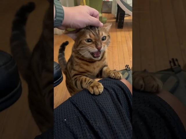 Happy Meows  #bengalcatsworld #cat #henrythebengal #catsofyoutube #meow #bengalcat