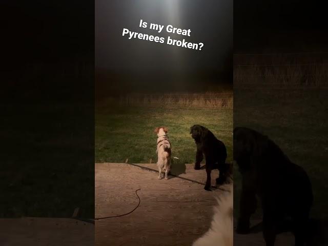 Coyote in my backyard, and my #greatpyrenees doesn’t give a Sh!t! #shorts   Is he broken?