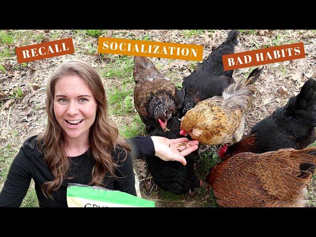 HOW TO TRAIN BACKYARD CHICKENS | Friendlier Chicks, Egg Laying Hen Recall, Break/Prevent Bad Habits