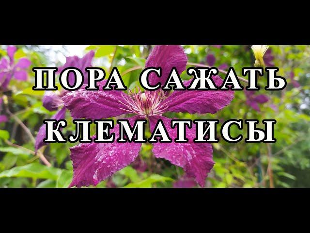 Пора сажать клематисы