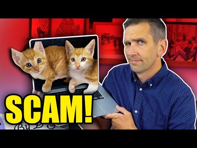 Watch Out for Cat Scammers!