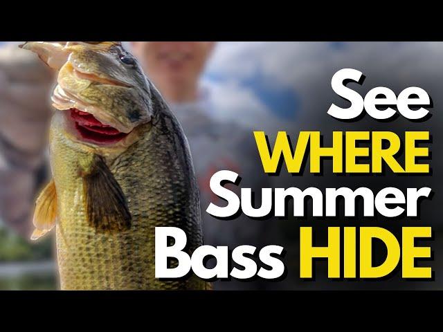 Underwater Footage of WHERE Summer Bass Hide