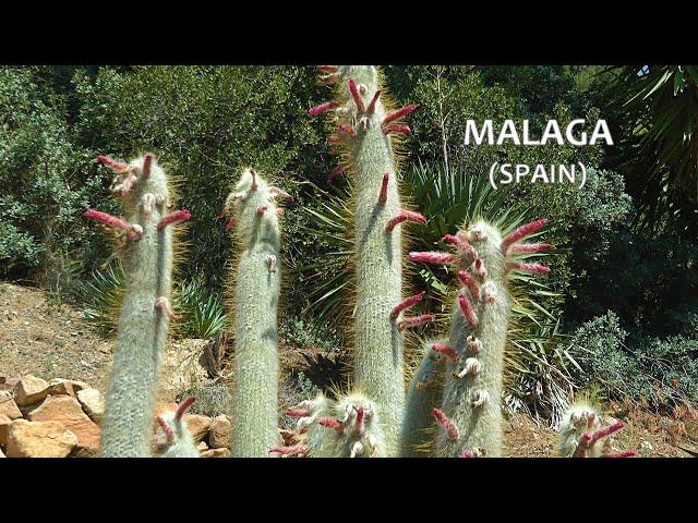 SPAIN Botanical garden of Malaga (Andalucia, May 2016)