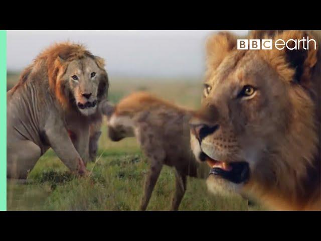 ONE HOUR of Amazing Animal Moments | BBC Earth