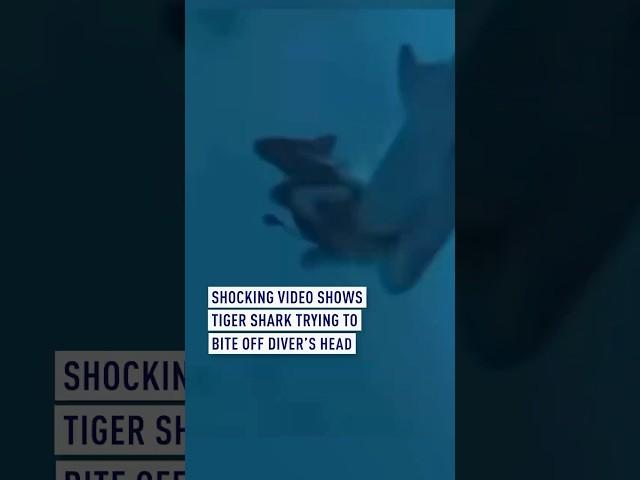 Terrifying video captures tiger shark trying to bite off diver’s head