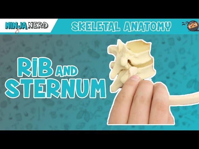 Rib and Sternum Anatomy