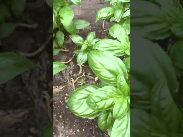 地植えバジルと地植えモロヘイヤ2