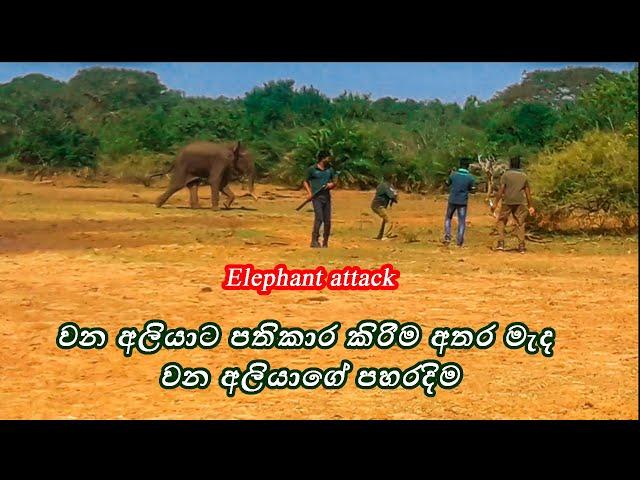 Wild Elephant attacked during treatment.