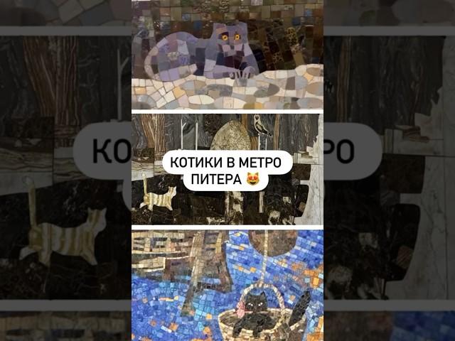 Котики в метро Питера 