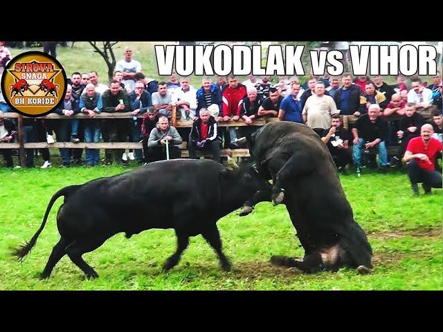 VUKODLAK (vl. Muhamed Junuzović) - VIHOR (vl. Anto Josipović) - BRNJ -  KAKANJ 04. 09. 2022.