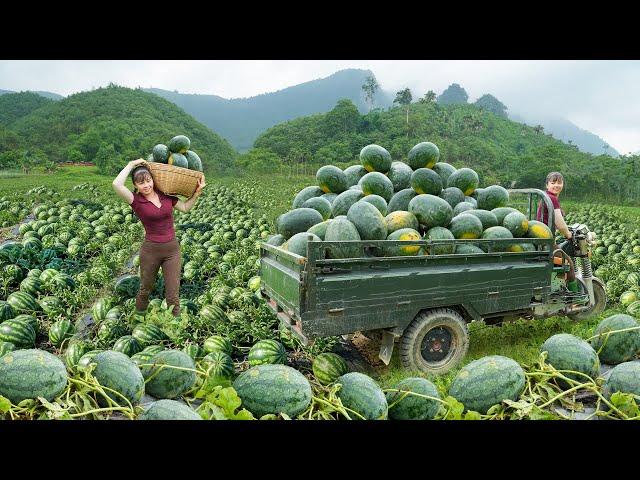 Harvest Lots Of Watermelons, Use 3-Wheeled Truck Transport Many Watermelon Go To Market Sell