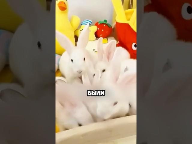 Хотела купить только одного кролика  #животные #милыеживотные