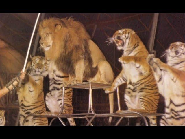 A Bengal tiger attacks and subdues the African male lion in a Russian Circus