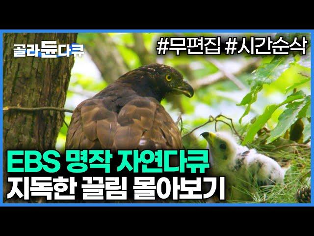 90분 순삭️EBS 명작 자연다큐 지독한 끌림 모아보기│다큐프라임│#골라듄다큐