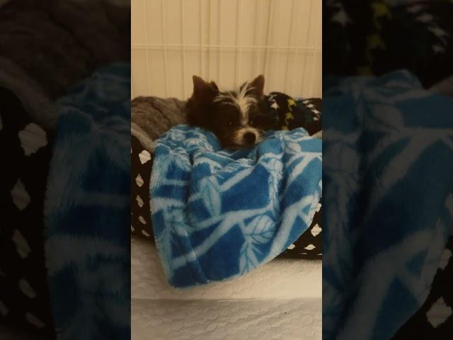 Look at my nana dog he is 10 weeks old
