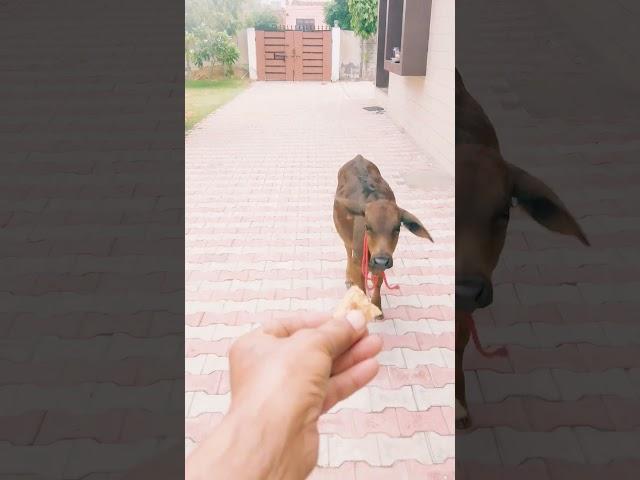 Cute baby cow #babycow #shortsfeed #calf #shortvideo #cow #ytshorts #cowvideos #shorts #cowvideo #yt