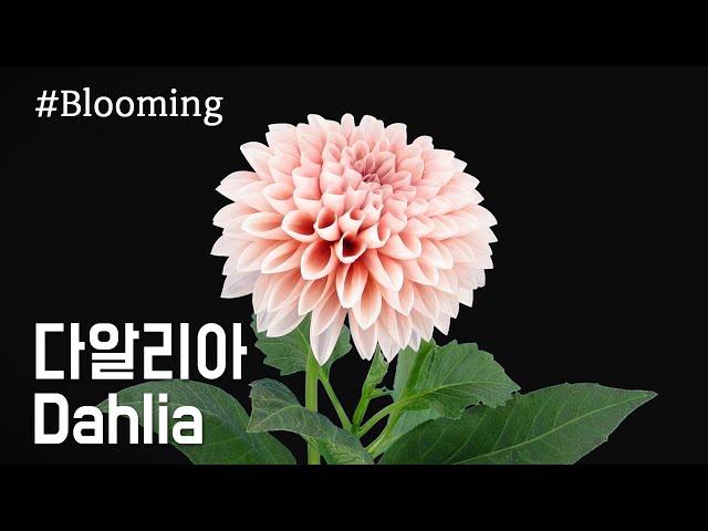 Dahlia Flowering / Dahlia / Blooming