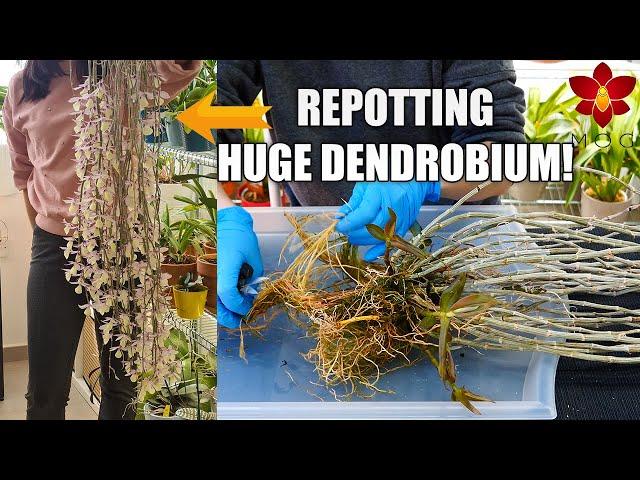 When to repot Dendrobium Orchids that need winter rest? - Repotting big Dendrobium aphyllum!