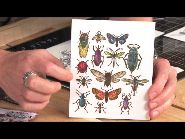 Entomology Framelits® with Tim Holtz - Sizzix