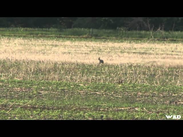 Predator Nation - Kansas Coyotes Part 1