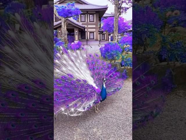 peacock dance real video #peacock #beautiful #birds #animals