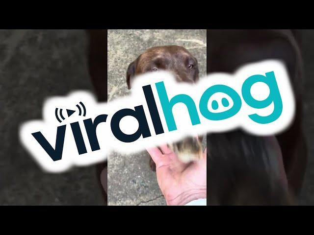 Chocolate Lab Gently Carries Turkey Chick || ViralHog