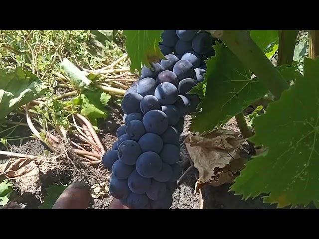Виноград Ливадийский черный